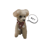 MYDOGSSS（個別スタンプ：5）