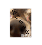 茶子丸の非日常生活（個別スタンプ：1）