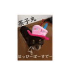 茶子丸の非日常生活（個別スタンプ：5）