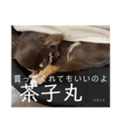 茶子丸の非日常生活（個別スタンプ：10）