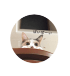 のんびりムギちゃん（個別スタンプ：7）