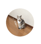 のんびりムギちゃん（個別スタンプ：8）