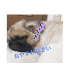 チャイくんのスタンプ②（個別スタンプ：1）