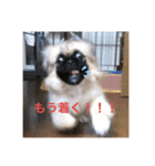 チャイくんのスタンプ②（個別スタンプ：2）