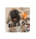チャイくんのスタンプ②（個別スタンプ：4）