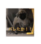 チャイくんのスタンプ②（個別スタンプ：13）