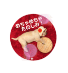 ちゃたろうで癒されて ♪（個別スタンプ：1）