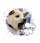 ちゃたろうで癒されて ♪（個別スタンプ：2）