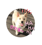 ちゃたろうで癒されて ♪（個別スタンプ：4）