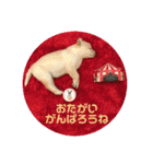 ちゃたろうで癒されて ♪（個別スタンプ：7）