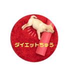 ちゃたろうで癒されて ♪（個別スタンプ：9）