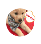ちゃたろうで癒されて ♪（個別スタンプ：11）