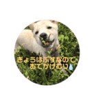 ちゃたろうで癒されて ♪（個別スタンプ：14）