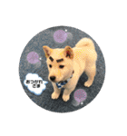 ちゃたろうで癒されて ♪（個別スタンプ：15）