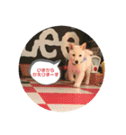 ちゃたろうで癒されて ♪（個別スタンプ：16）