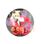 ちゃたろうで癒されて ♪（個別スタンプ：18）