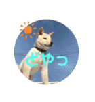 ちゃたろうで癒されて ♪（個別スタンプ：19）