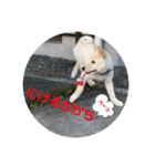 ちゃたろうで癒されて ♪（個別スタンプ：22）