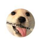 ちゃたろうで癒されて ♪（個別スタンプ：23）