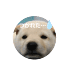ちゃたろうで癒されて ♪（個別スタンプ：27）
