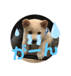 ちゃたろうで癒されて ♪（個別スタンプ：30）