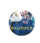 ちゃたろうで癒されて ♪（個別スタンプ：31）