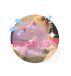 ちゃたろうで癒されて ♪（個別スタンプ：33）