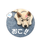 ちゃたろうで癒されて ♪（個別スタンプ：35）