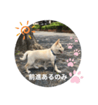 ちゃたろうで癒されて ♪（個別スタンプ：37）