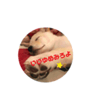 ちゃたろうで癒されて ♪（個別スタンプ：38）