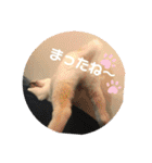 ちゃたろうで癒されて ♪（個別スタンプ：40）