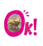 ヒットのまいにち（個別スタンプ：5）