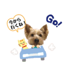 ヒットのまいにち（個別スタンプ：11）