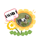 ヒットのまいにち（個別スタンプ：12）