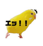 コマちゃんですけど。（個別スタンプ：1）