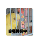 コマちゃんですけど。（個別スタンプ：2）