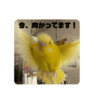 コマちゃんですけど。（個別スタンプ：4）