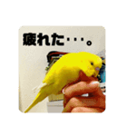 コマちゃんですけど。（個別スタンプ：6）