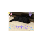 まめスタンプ 0420（個別スタンプ：13）