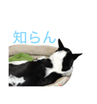 紋次郎です。（個別スタンプ：3）