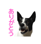 紋次郎です。（個別スタンプ：12）