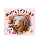 ダックス「みみぃ」（個別スタンプ：4）