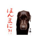 うちのくるみとなかまたち 2（個別スタンプ：1）