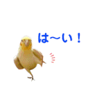 チワワとオカメ vol.2（個別スタンプ：3）