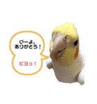 チワワとオカメ vol.2（個別スタンプ：4）