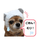 チワワとオカメ vol.2（個別スタンプ：5）
