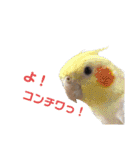 チワワとオカメ vol.2（個別スタンプ：8）