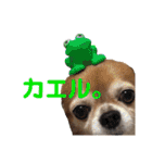 チワワとオカメ vol.2（個別スタンプ：11）