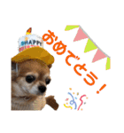 チワワとオカメ vol.2（個別スタンプ：12）