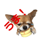 チワワとオカメ vol.2（個別スタンプ：13）